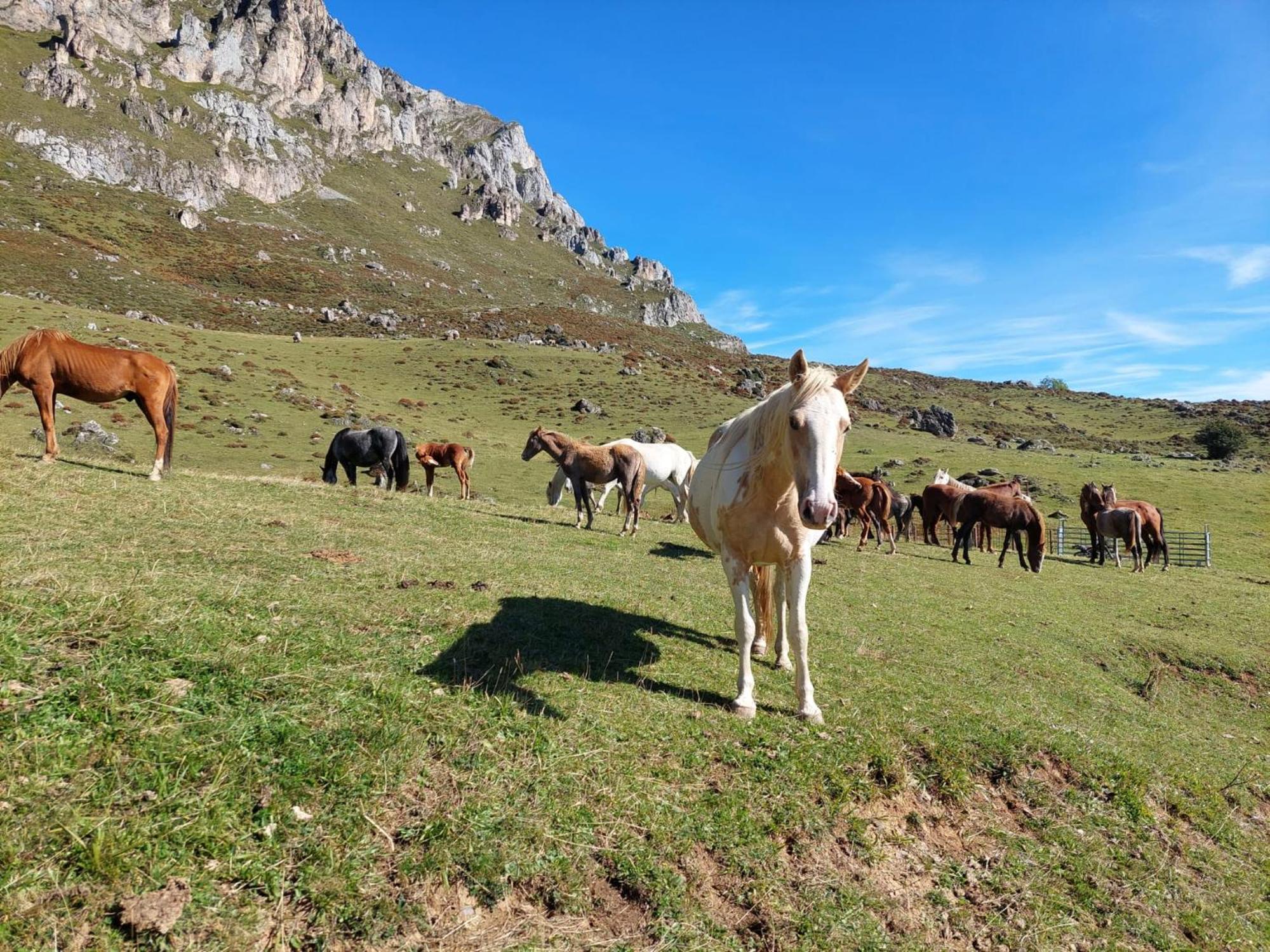 Hosteria Picos De Europa Potes Kültér fotó